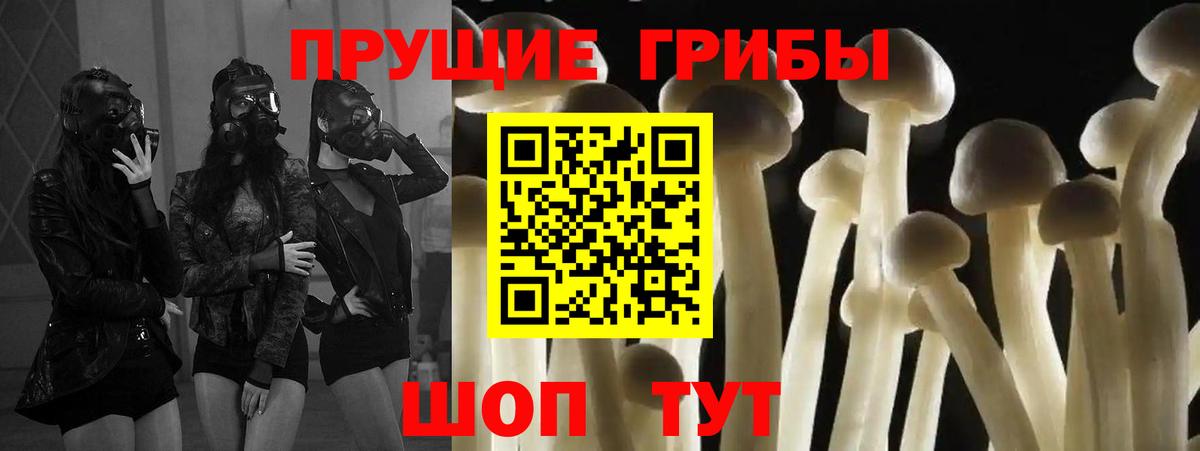 Качканар  Псилоцибиновые грибы Cubensis  Вход с VPN  купить закладку  Псилоцибиновые грибы MAGIC MUSHROOMS 